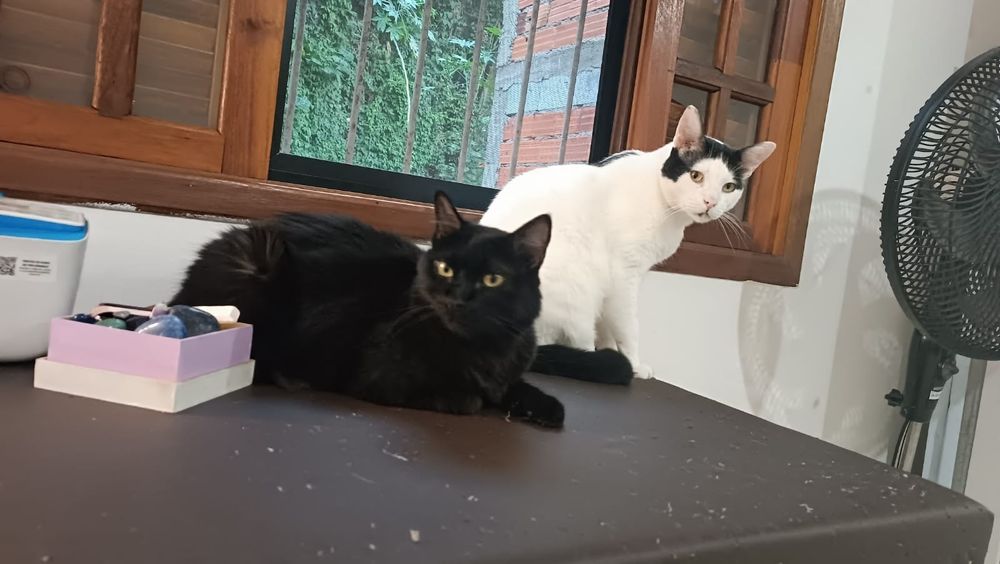 Dois gatos numa maca, sendo um preto de olhos amarelos que está deitado e um branco da cabeça e rabo pretos, também com olhos laranjas, que está sentado. Os dois olham para a câmera com uma expressão de serenidade. Nem parece que brigavam direto quando se conheceram.