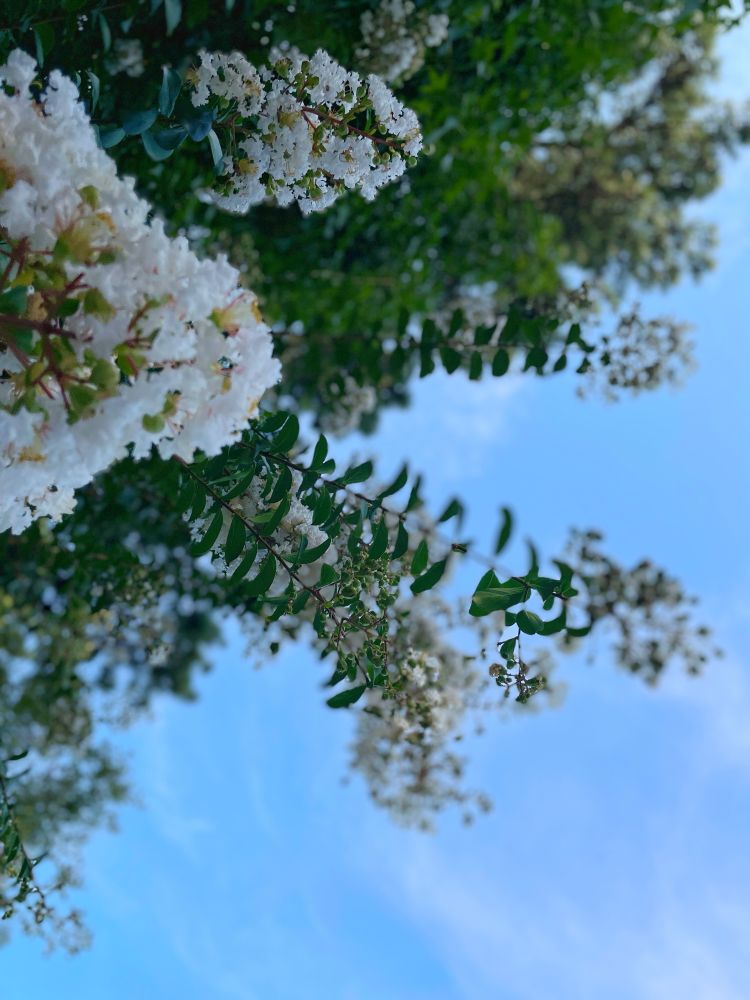 白い百日紅