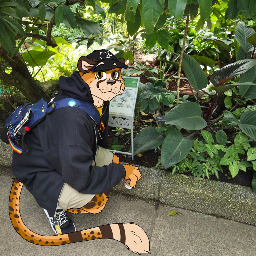A drawover of me as my cheetah fursona from a photo where I was crouching next to a coffee plant in the conservatory at Calgary Zoo. 