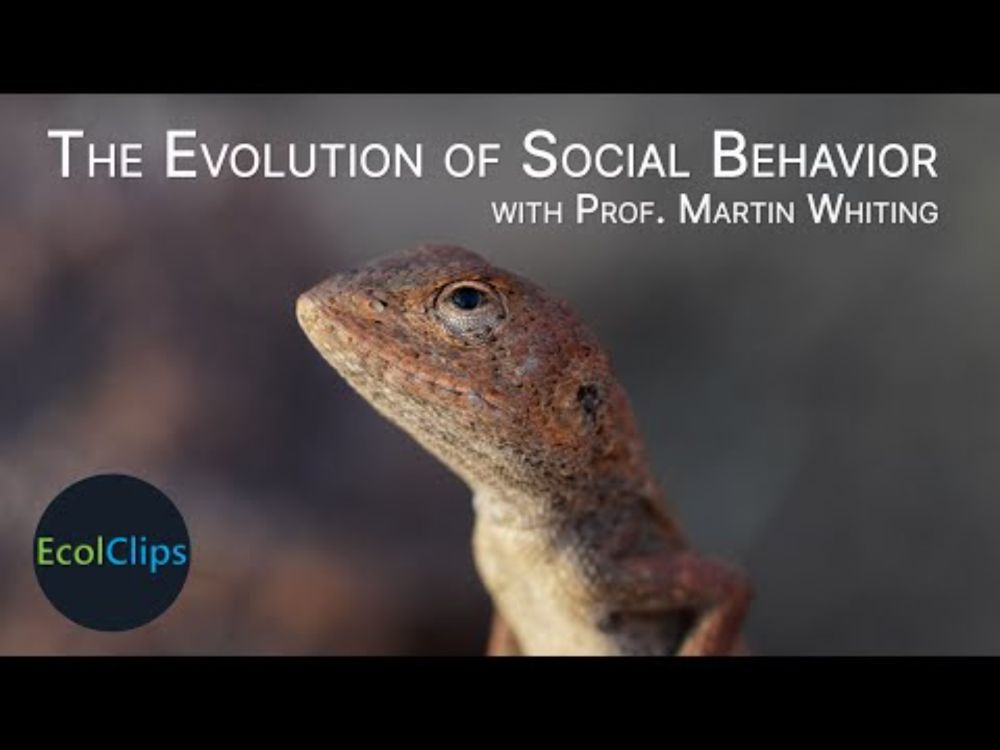 The Evolution of Social Behavior with Prof. Martin Whiting | EcolClips