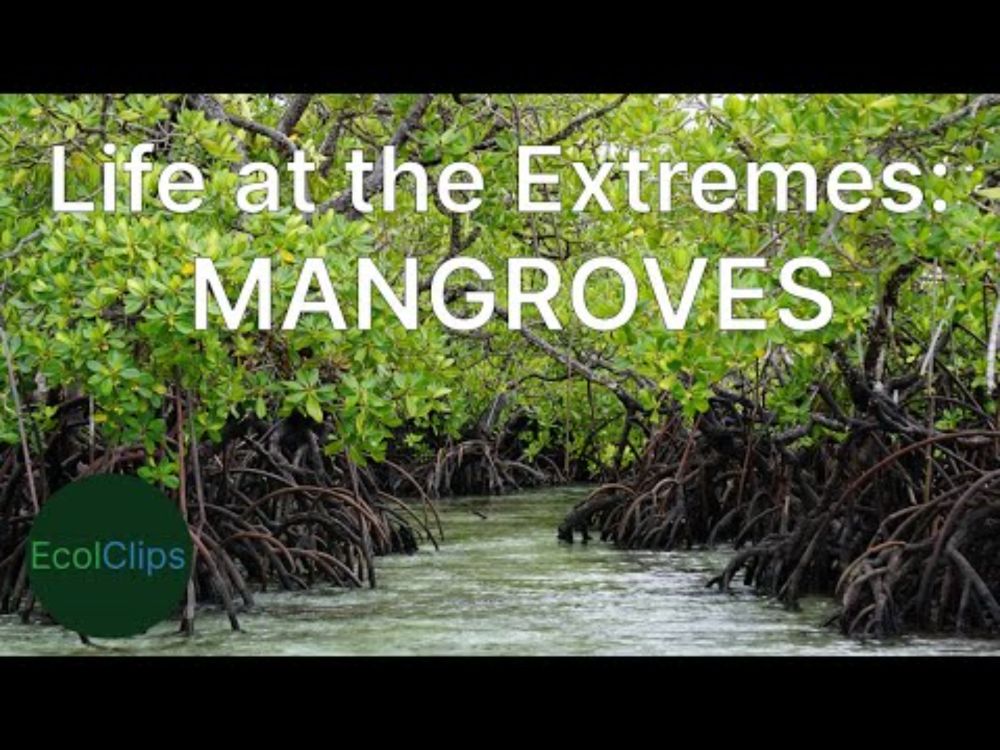 Life at the Extremes: Mangroves | EcolClips