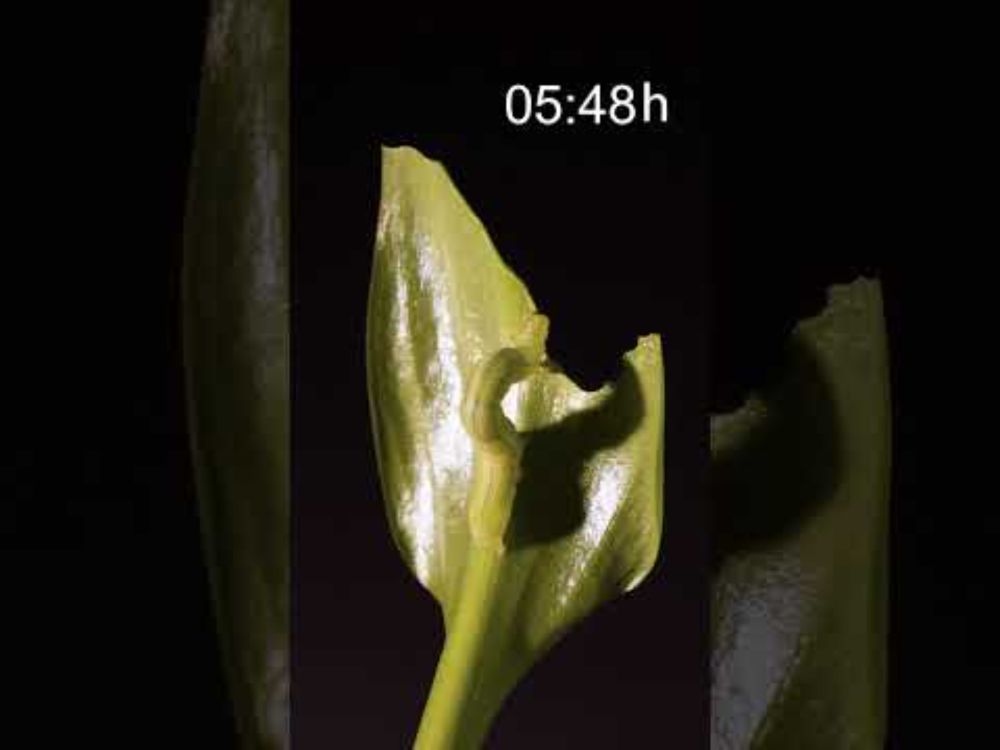 Timelapse: Caterpillar in Action