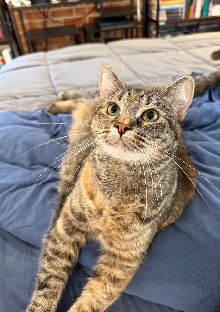 My tabby cat, Artemis, posing for the camera.