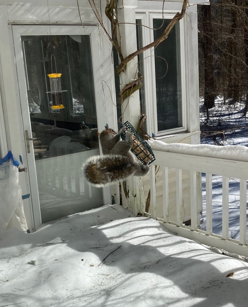 An eastern gray squirrel (Sciurus carolinensis) is hanging on to a suet bird feeder that is suspended over a deck. The deck is covered in about a foot of snow.