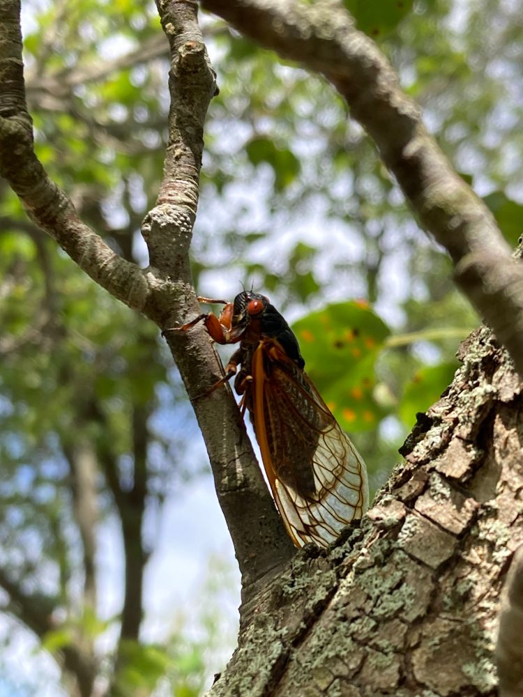 A black cicada with red eyes and red wing veins sits on a branch of a tree. We’re seeing it from the side.