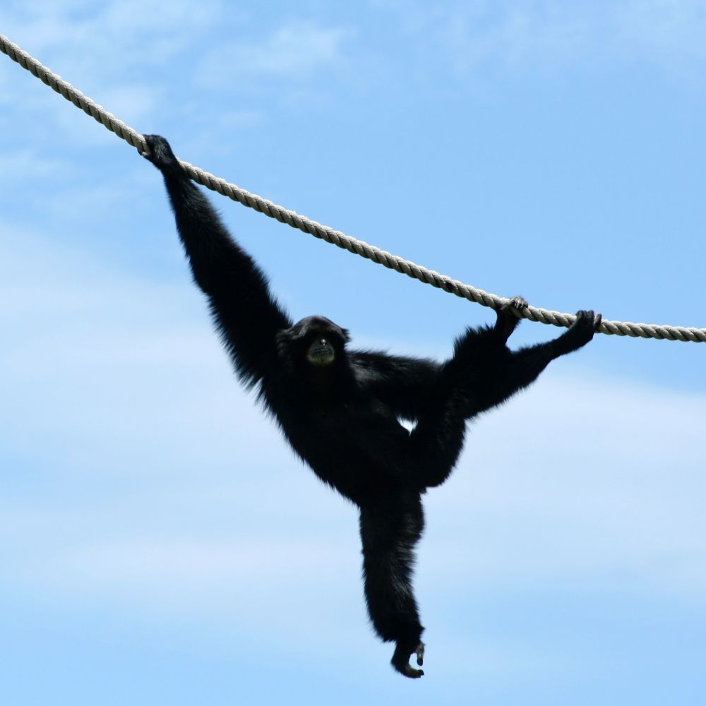 Gibbon doing a three handed ( two hand and one foot ) climb of a ropre