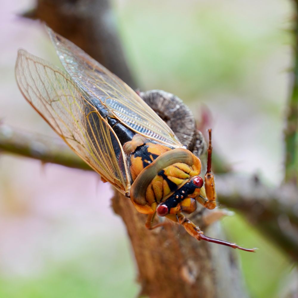 Cicada Eastern Australia October 2020