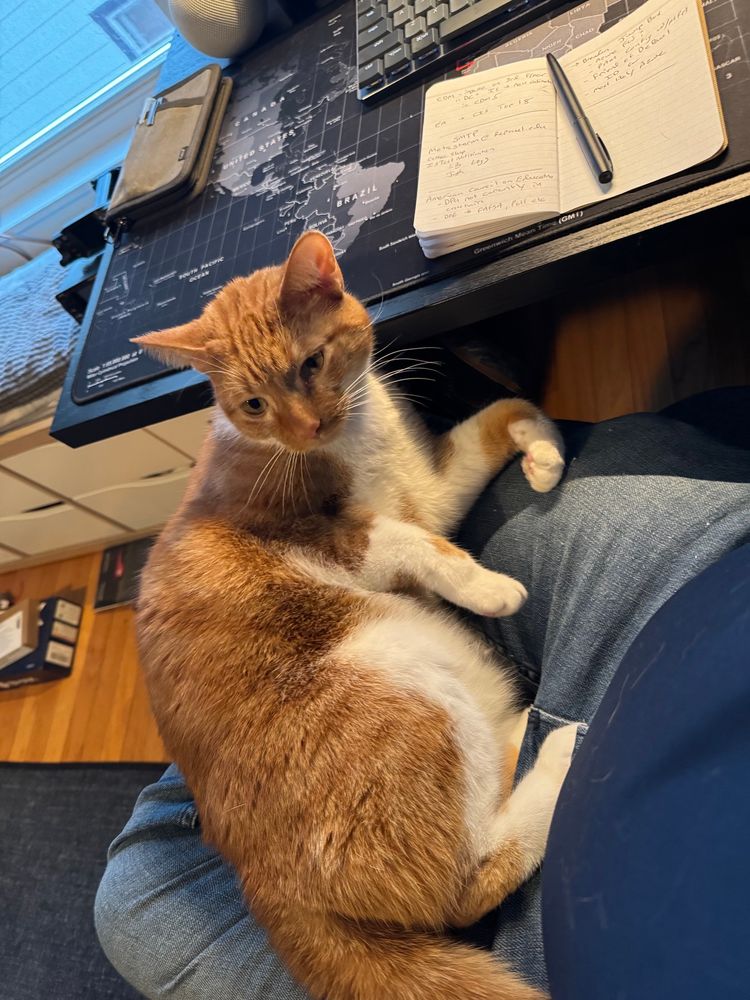 Orange and white cat on my lap wanting attention. 