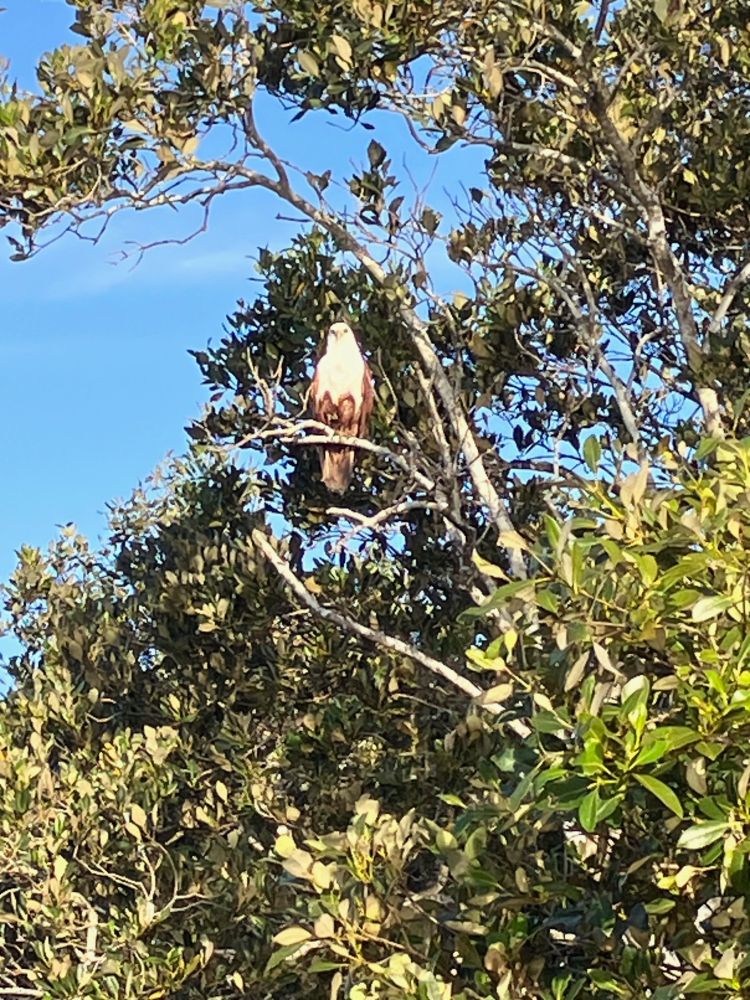 A brahminy kite, white head and beautiful russet wings, in mangroves.