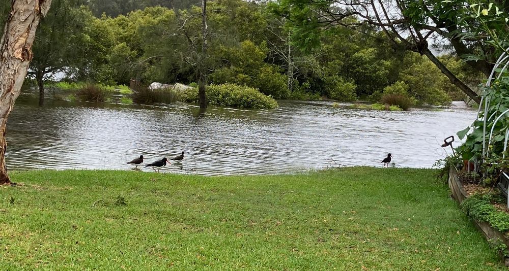 4 Pied Oystercatchers in a high tide, Davistown NSW, Australia