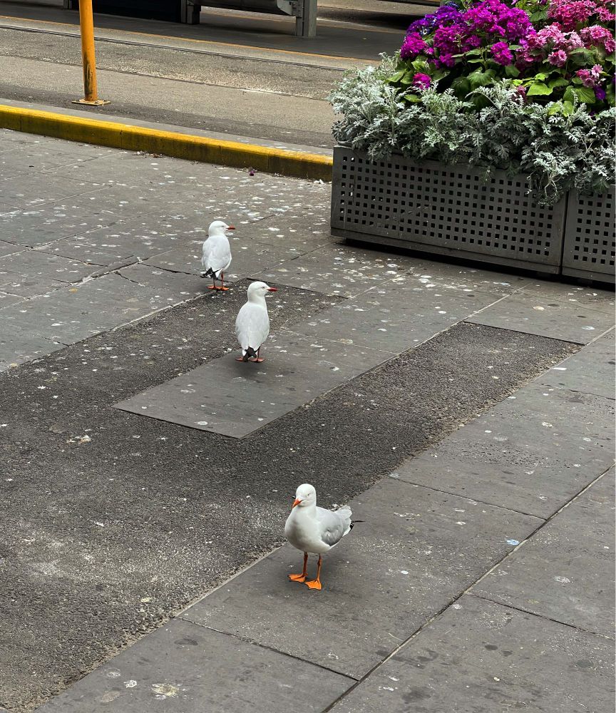 Three white and grey seagulls are standing in a diagonal line on the concrete street. There are flowerbeds and tram tracks in the background.