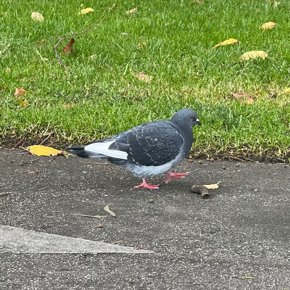 A photo of a grey-blueish pigeon, very round, walking along a concrete path in the middle of a lot of green grass. His foot is lifted slightly off the ground as he is walking with determination. He is about to step on a leaf tho. 