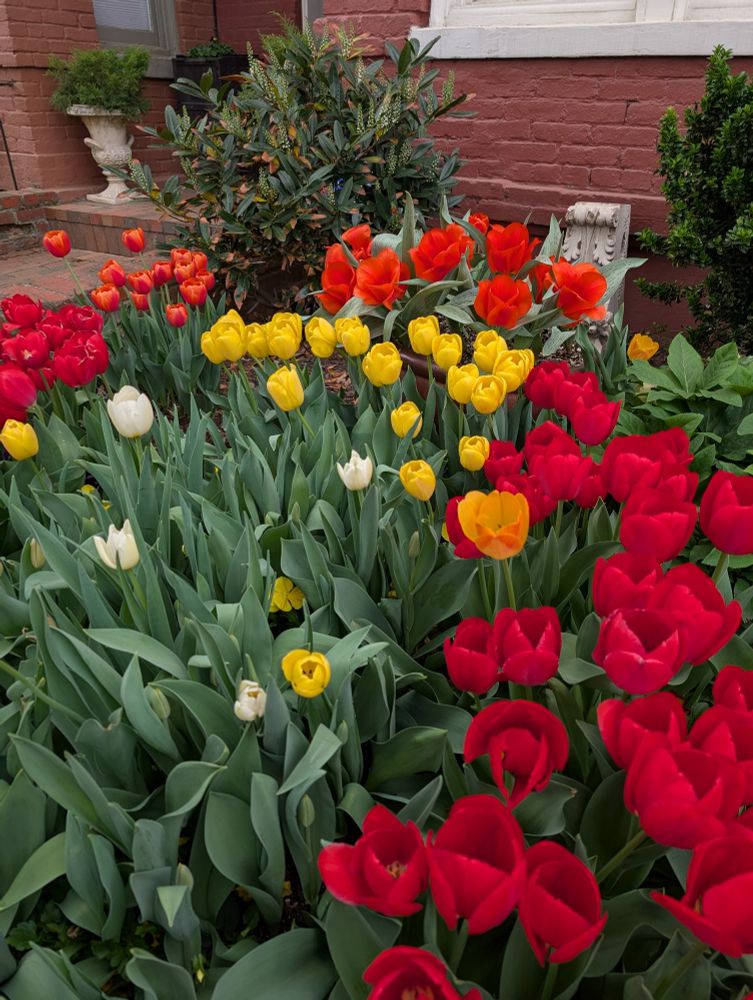 A rowhouse front yard blanketed with blooming red, orange, yellow, and white tulips.