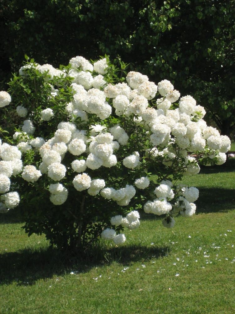 Snowball viburnum bush