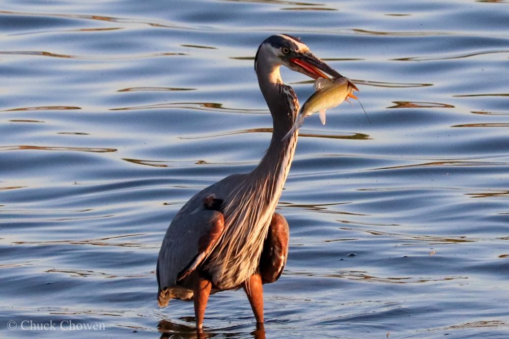 A wet Blue Heron with captured fish