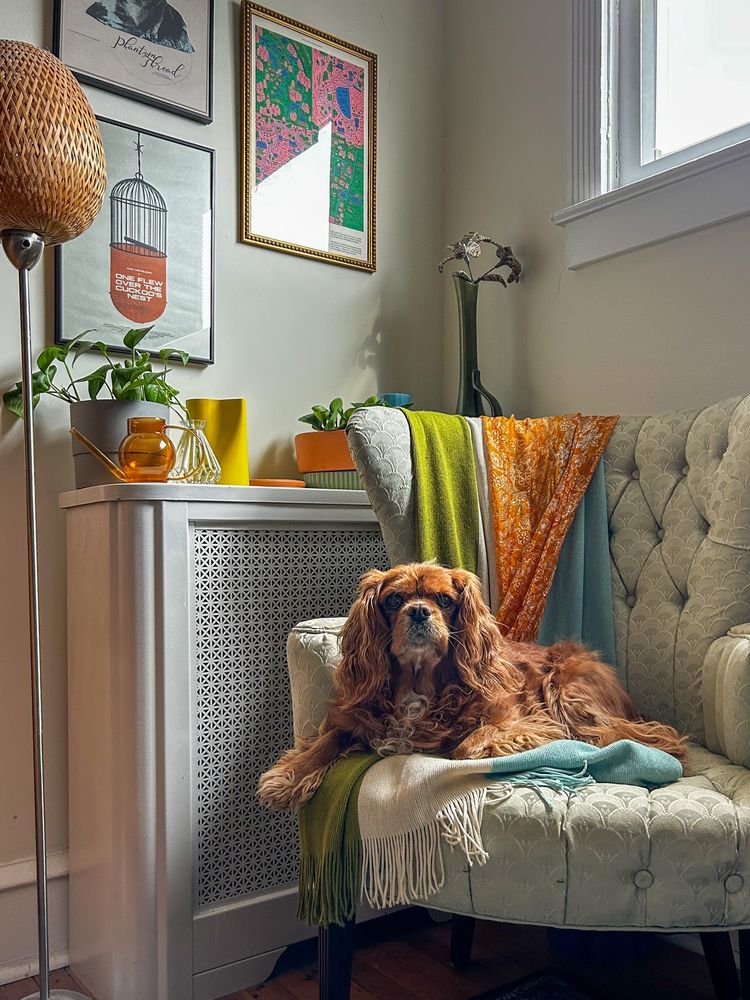 Ruby Cavalier King Charles Spaniel relaxing in an armchair