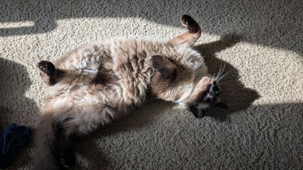 medium-haired siamese cat lays on carpet belly up looking like an eepy seepy lil boy