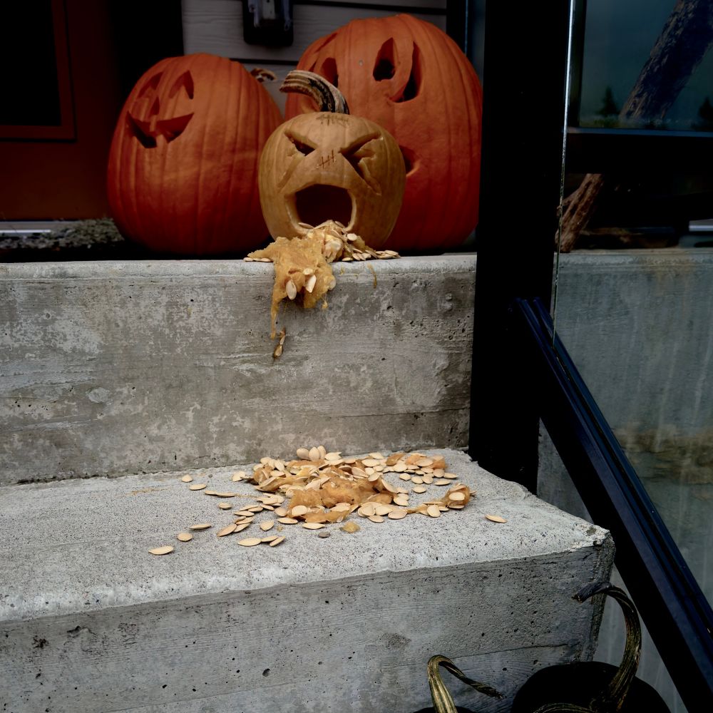 A pumpkin carving display. One is throwing up its intestines, which are pumpkin seeds. Another angle.