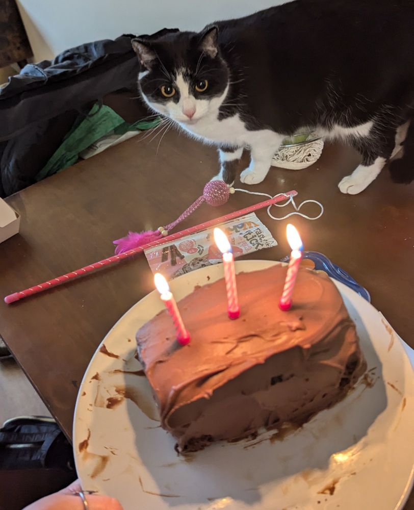 A handsome but silly looking cat squints at a birthday cake. There are three lit candles atop the cake.