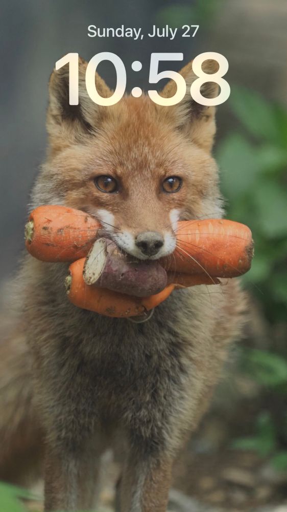 A red fox holding some carrots, and sweet potato in its mouth