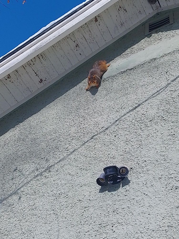 Squirrel hanging upside down on stucco wall