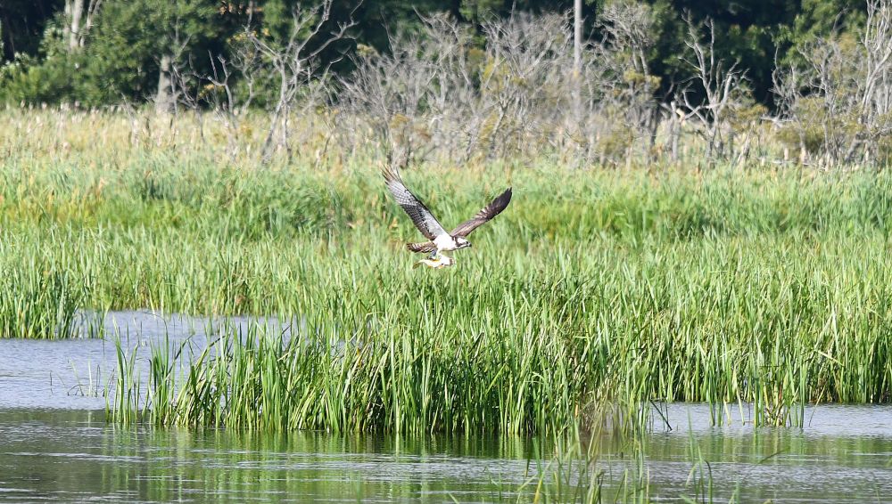 Osprey carries fish