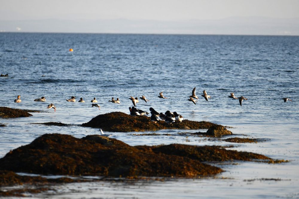 red shanks in coming 
