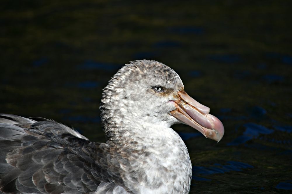 Southern giant petrel