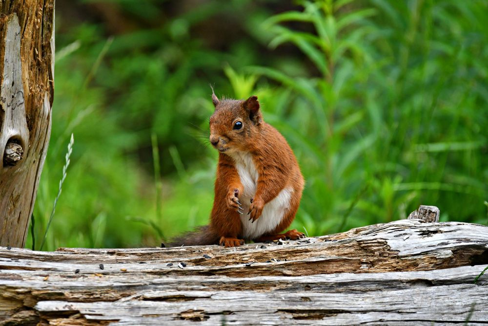 Red Squirrel on Log
