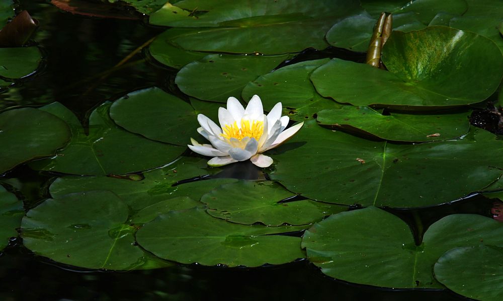 water lily flower