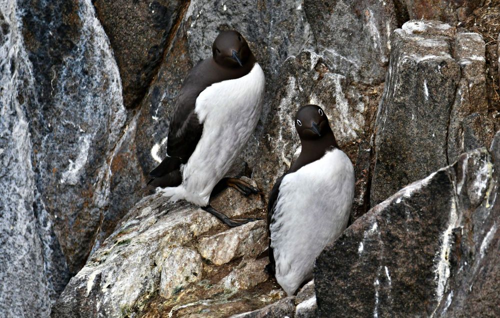 Pair of Guillemots one with white glasses!