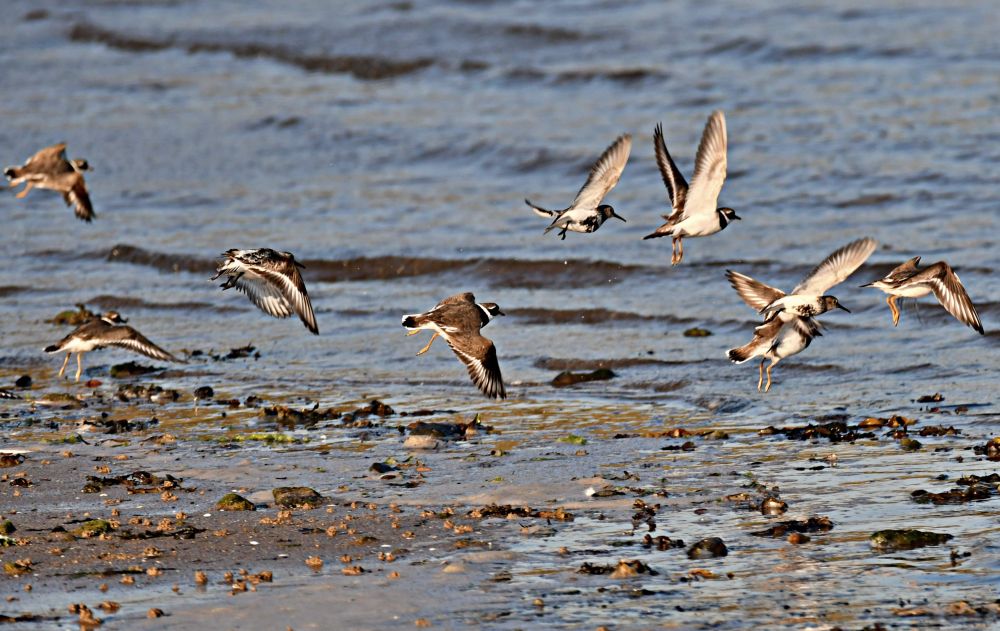 Ringed Plovers in flight