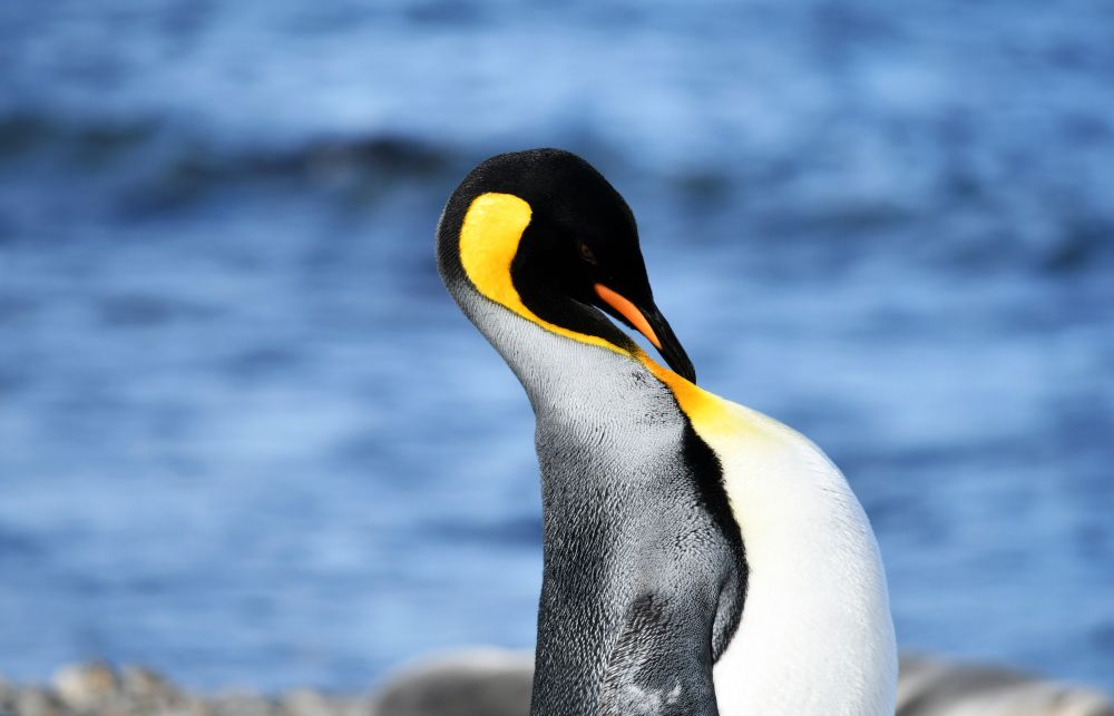 King Penguin, South Georgia