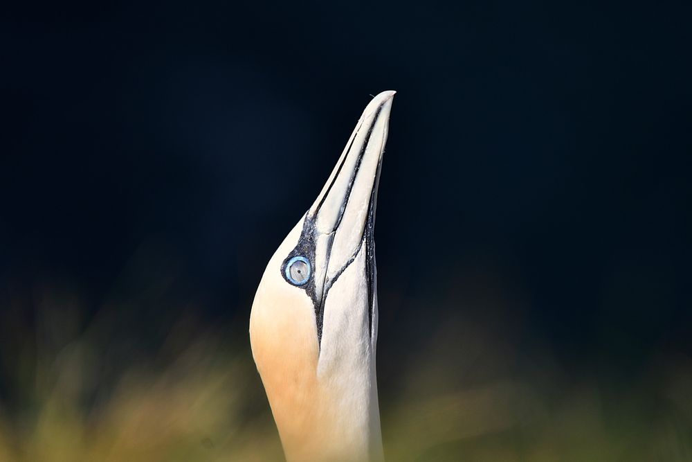 Gannet Head