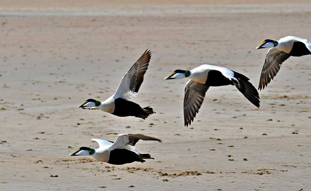 Eider ducks fly past on beach