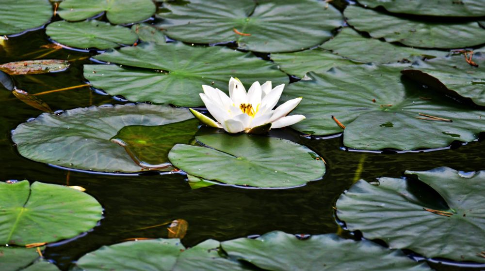 water lily and leaves on water