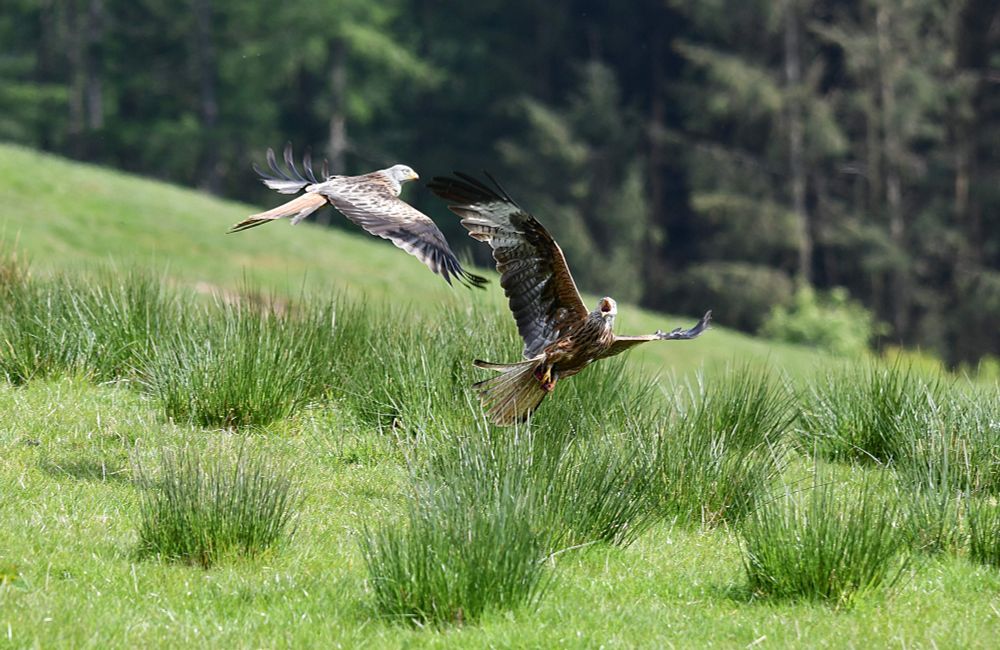 2 Red Kites