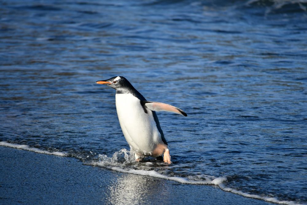 Gentoo Penguin, South Georgia