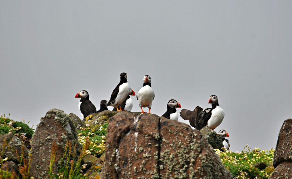 Group of Puffin standin in a rock