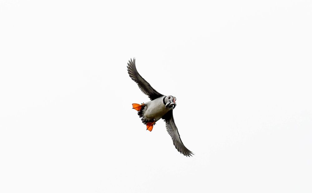 Puffin in flight with mouth full of eels