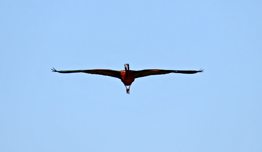 Glossy Ibis in flight