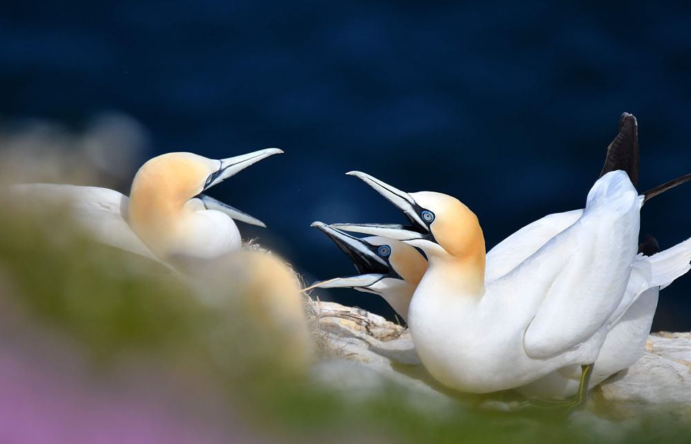 gannets mouth open