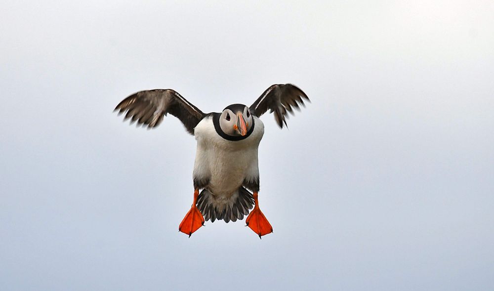 Puffin Landing
