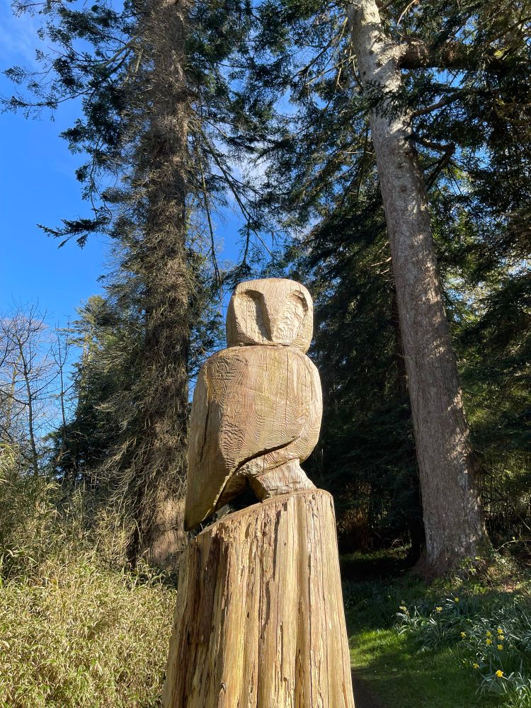 An owl carved into an old tree trunk in Glynllifon park, north wales. Looks a bit like the old Wednesday badge owl