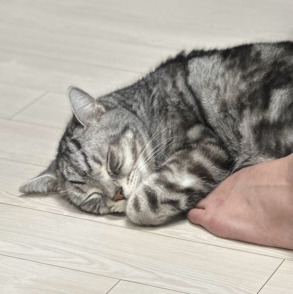 고양이가 내 발을 베고 엎드려 잠들어 있다