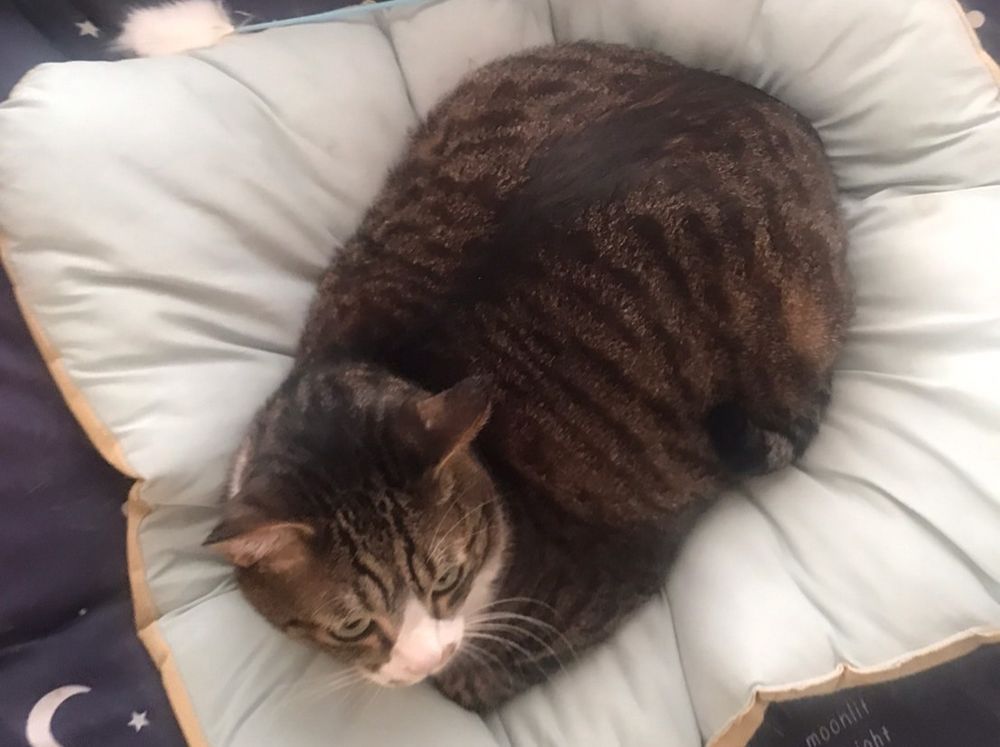 布団の上で丸くなっているキジ白ハチワレ猫を上から撮った写真