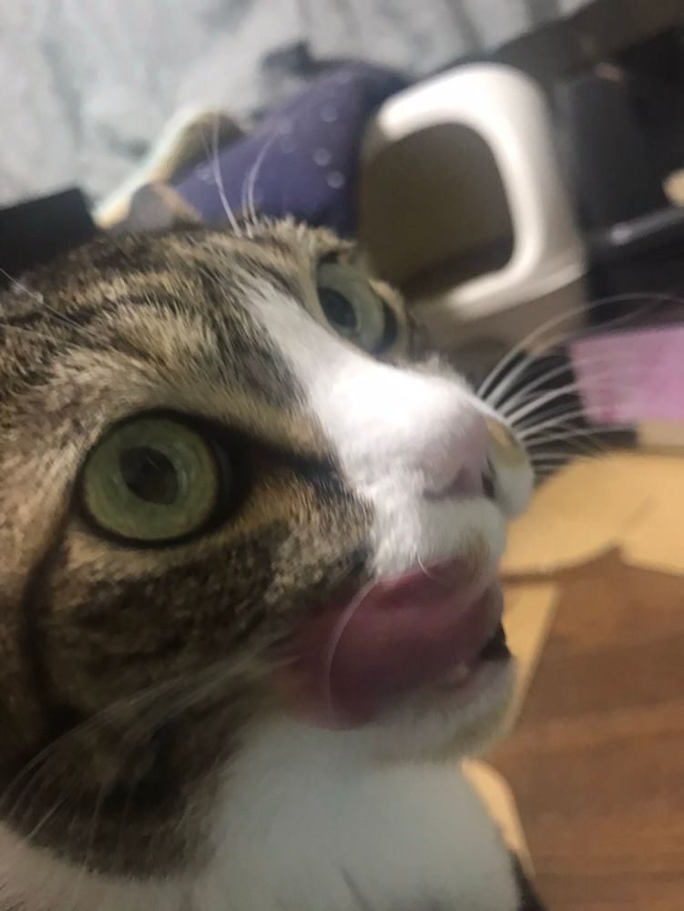 真顔で素早く舌を出してあるキジ白ハチワレ猫