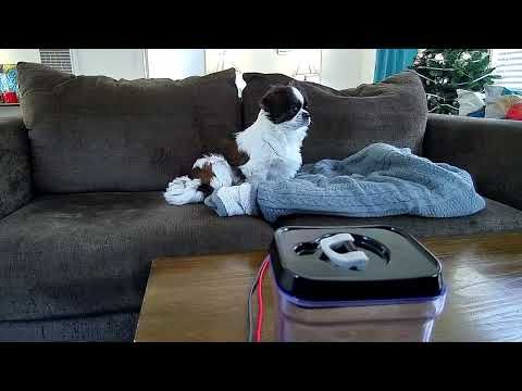Atticus at home through the Atticus Cam