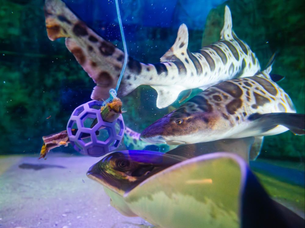 Two Leopard Sharks and a Bat Ray interact with a purple enrichment ball filled with fish underwater. This type of puzzle feeder encourages natural feeding behaviors.