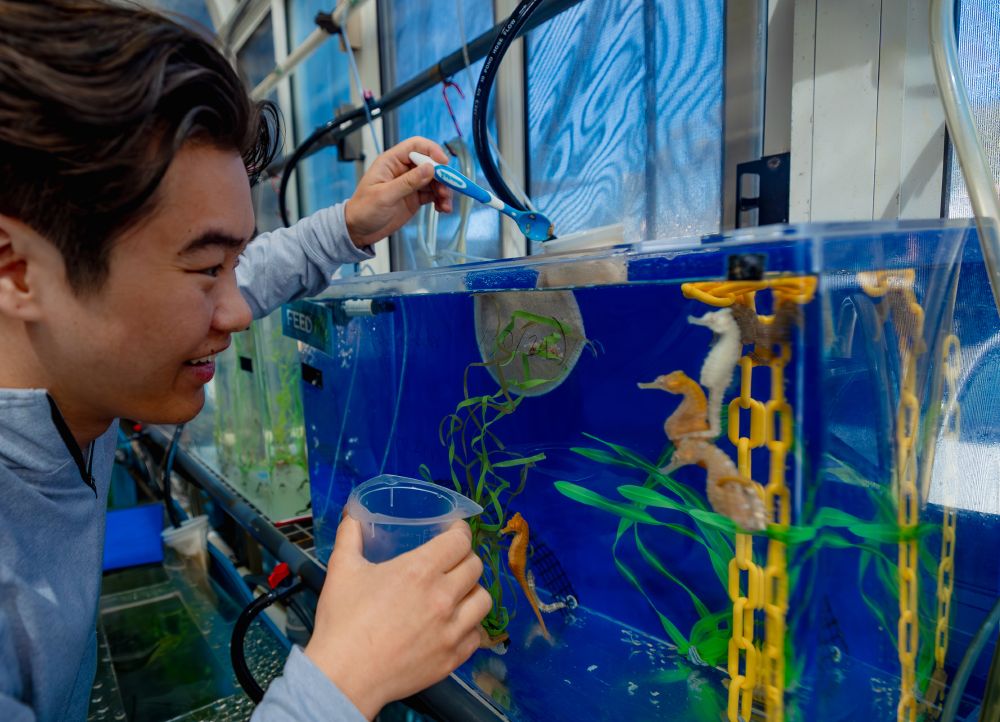 A guest feeds some seahorses during a behind-the-scenes tour at the aquarium.